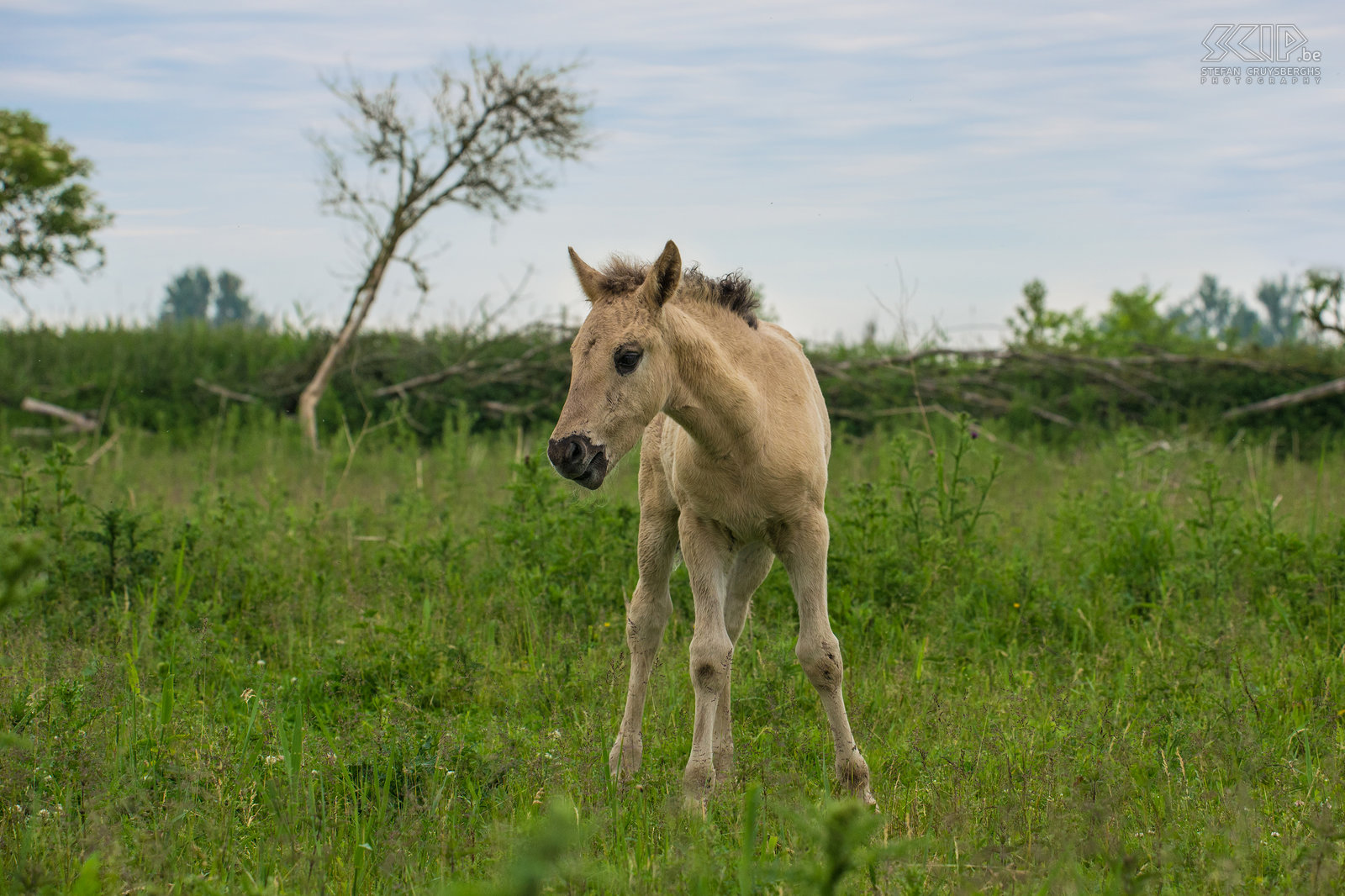 Konik paarden - Oostvaardersplassen De Oostvaardersplassen in Flevoland is het grootste nationale park in Nederland. Het is een groot moerasgebied met rietvlaktes, ruige graslanden en waterplassen waar duizenden vogels zoals ganzen, lepelaars, aalscholvers, reigers, ... vertoeven. 25 jaar geleden werden er ook edelherten, heckrunderen en konik paarden uitgezet. Nu leven er ongeveer 1000 wilde paarden, de grootste populatie in Europa. De konik is van oorsprong een Pools en Wit-Russisch klein wild paard. Ze leven in grote groepen met veel veulens en er is vaak veel interactie en zelfs gevechten. Het is fantastisch om tussen de vele paarden te kunnen vertoeven. Stefan Cruysberghs